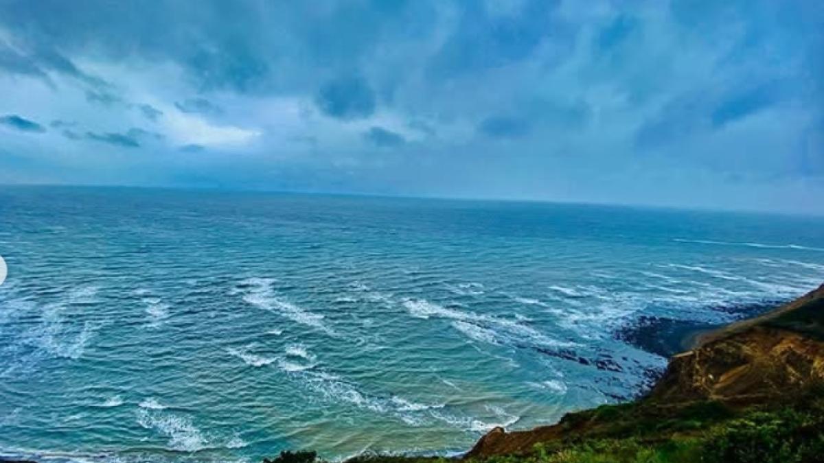 Las criaturas extrañas cubrieron esta playa en California: ¿Qué fueron?