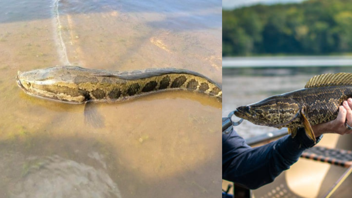 Alarma en los Estados Unidos por la invasión de peces que «camina» y exhalan desde el agua