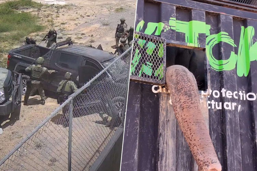 Sinaloa se ha convertido en un lugar tan violento que incluso los animales huyen allí

 – Desde dentro