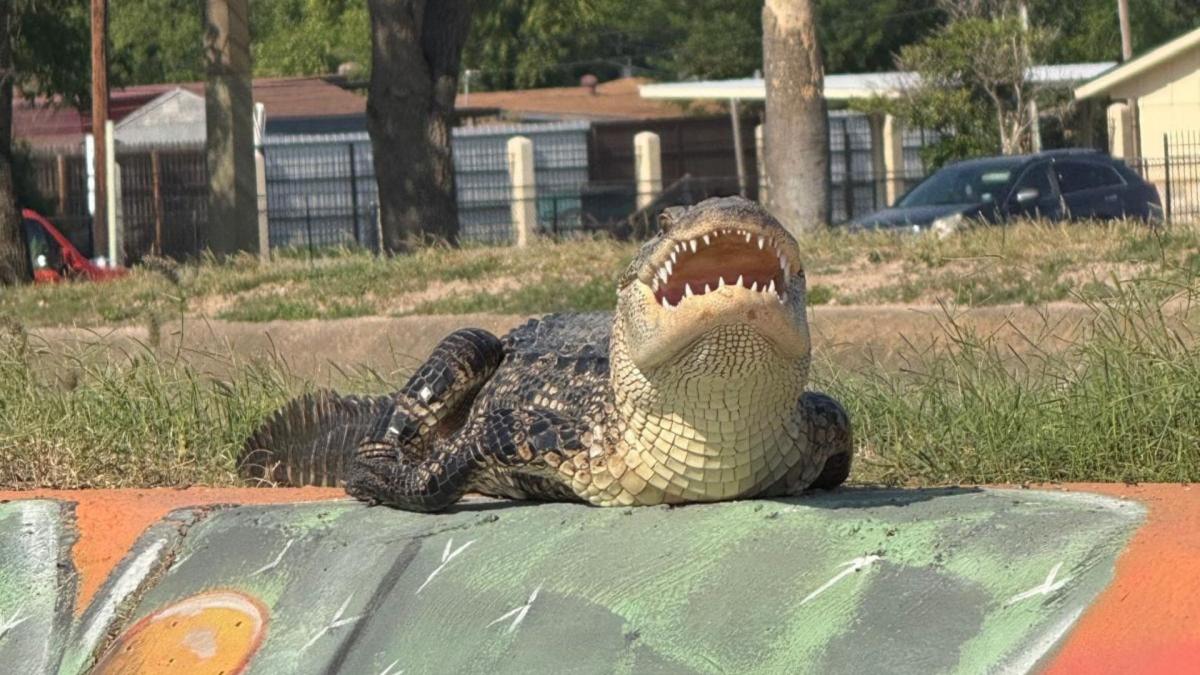 Un cocodrilo gigante asustó a varios en una carretera de Texas