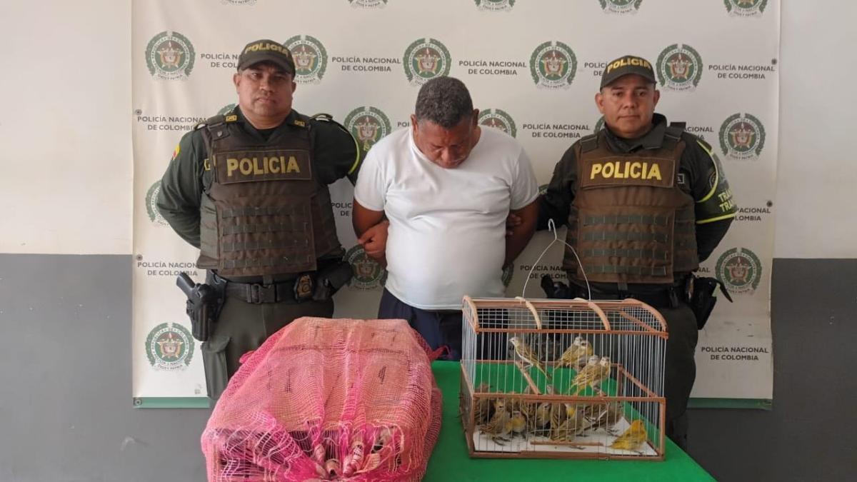 50 canarios y hombre capturado fueron salvados