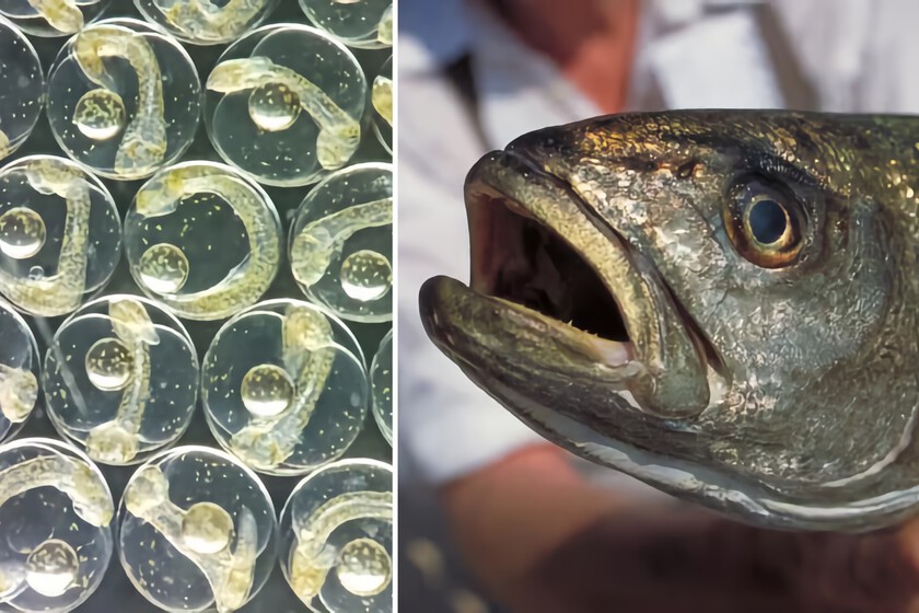 La idea de Rokamboles que alimenta una granja de peces en una ciudad en Francia

 – Desde dentro