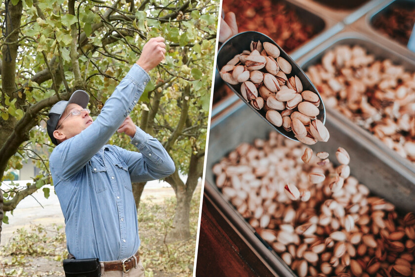 Es cada vez más fácil de ver desde la calle desde una cosecha que nunca había sido dominante en España: el pistachie

 – Desde dentro