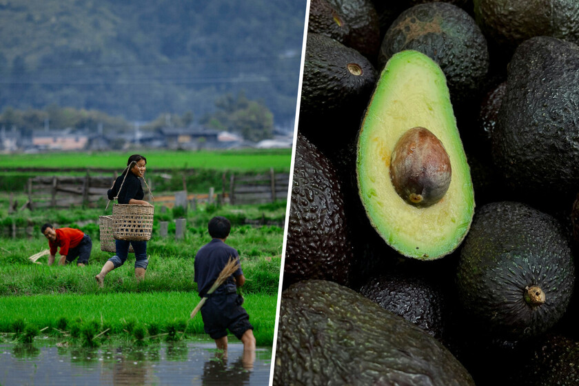 Japón se convierte en un país tan cálido y húmedo que sus agricultores han comenzado con las plantas … Avocados

 – Desde dentro