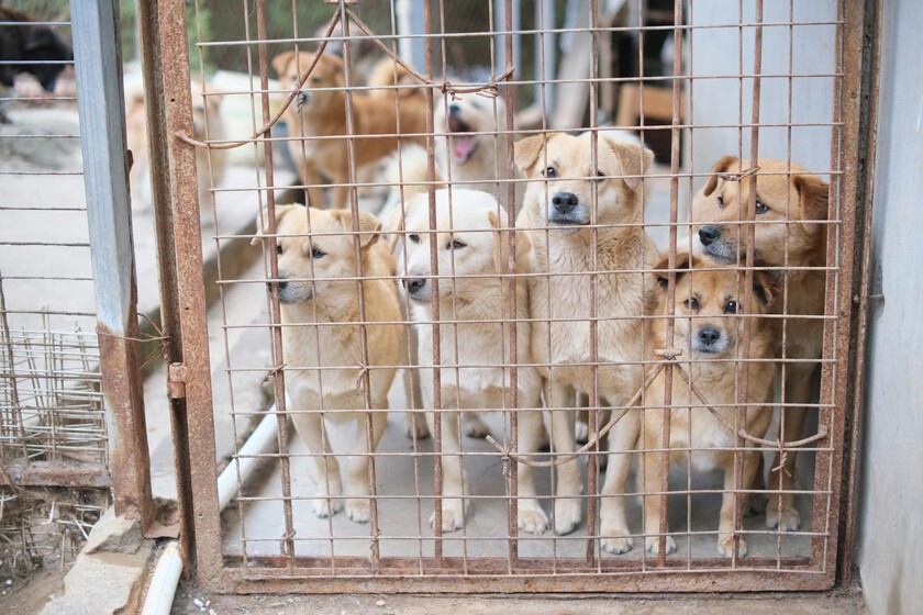 Qué hacer con medio millón de perros que ya no pueden comer

 – Desde dentro