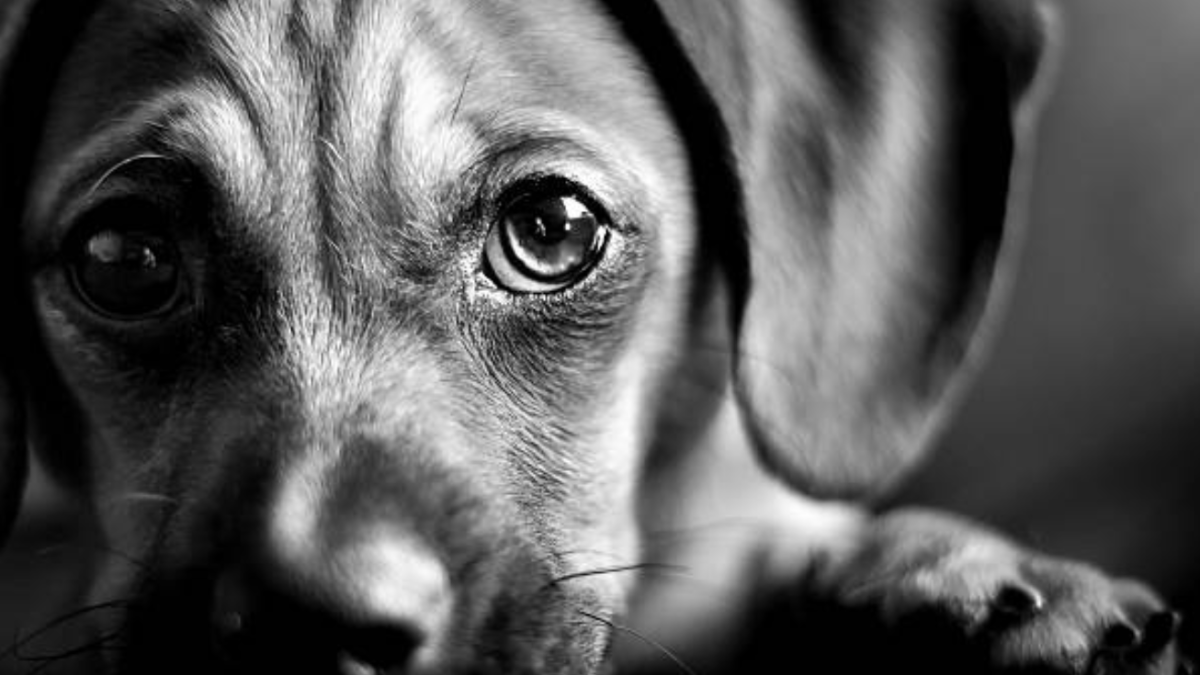 Indignación en Santa Marta con respecto al brutal abuso de animales: exigen justicia para Pinky

 – Desde dentro