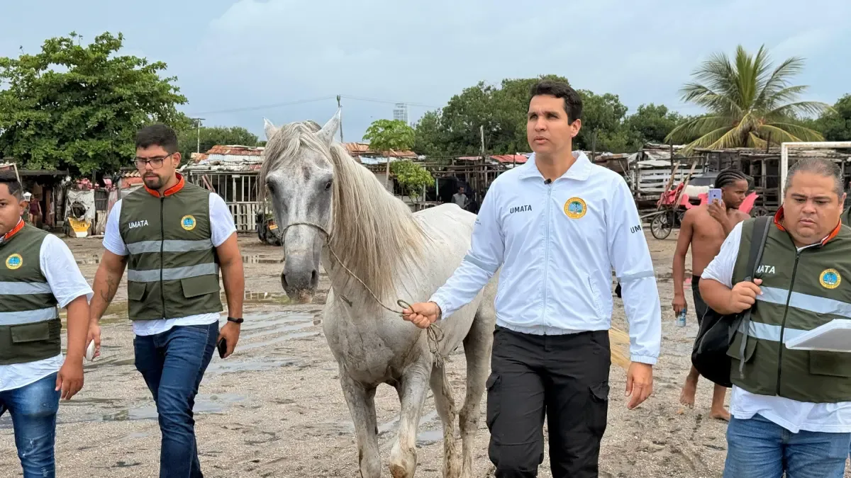 La oficina del alcalde de Kartagena salva a un caballo mal tratado y progresa en el progreso legal contra el agresor, que sigue siendo un fugitivo

 – Desde dentro