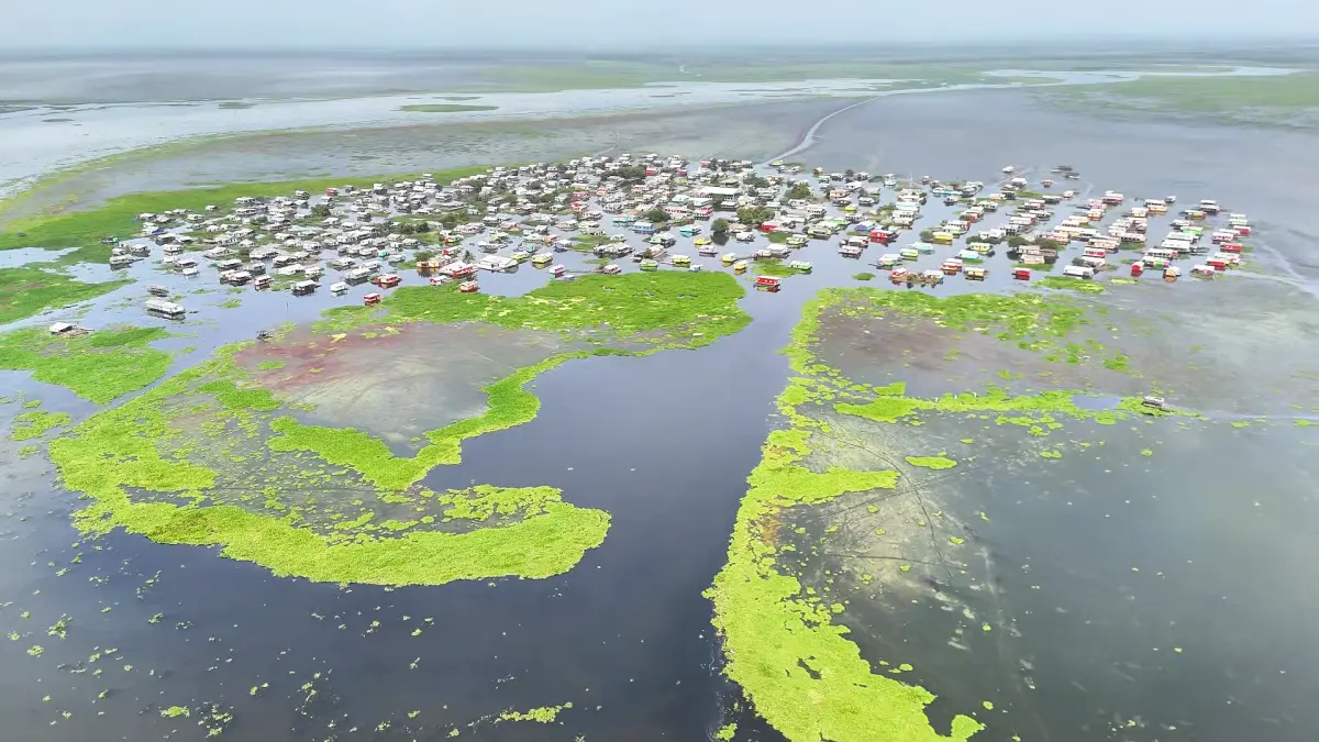 La planta invasiva pone vida en uno de los pueblos de Palafitos con Ciénaga Grande de Santa Marta

 – Desde dentro