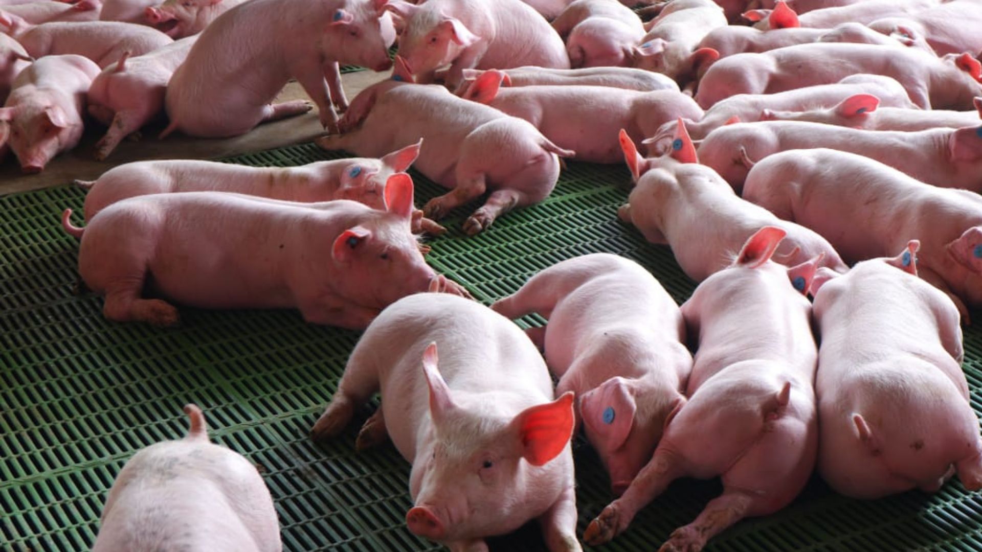 Aprenda en Agroexpo 2025 cómo ser informado se aplica en la cría colombiana de cerdos

 – Desde dentro
