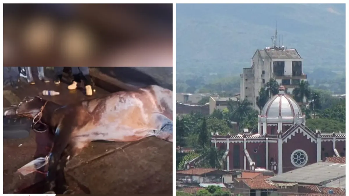 El caballo murió de ataque cardíaco; Van 3 años con la muerte de caballos

 – Desde dentro