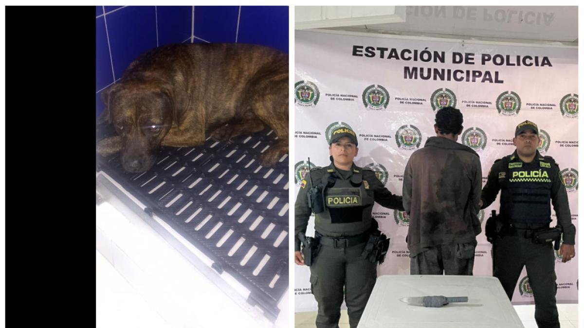 El perro sufrió una herida en la espada

 – Desde dentro