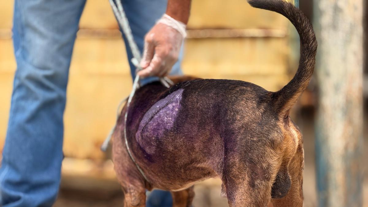 Los agresores de perros jóvenes en Cartaagen son entregados en el fiscal y serán procesados ​​por usar animales

 – Desde dentro