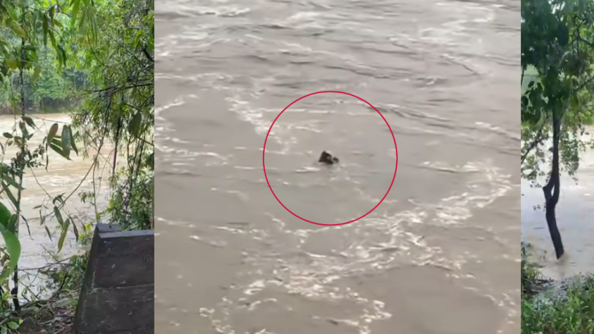 Una tragedia en el río Güjar, gol, balsas y kayak, que destruye con varios turistas: «nadan los cuerpos»

 – Desde dentro