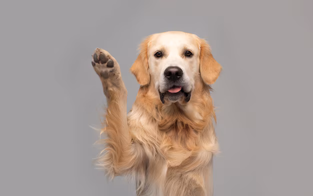La felicidad tiene cuatro patas: una compañía india incorpora un perro en su equipo de gestión

 – Desde dentro