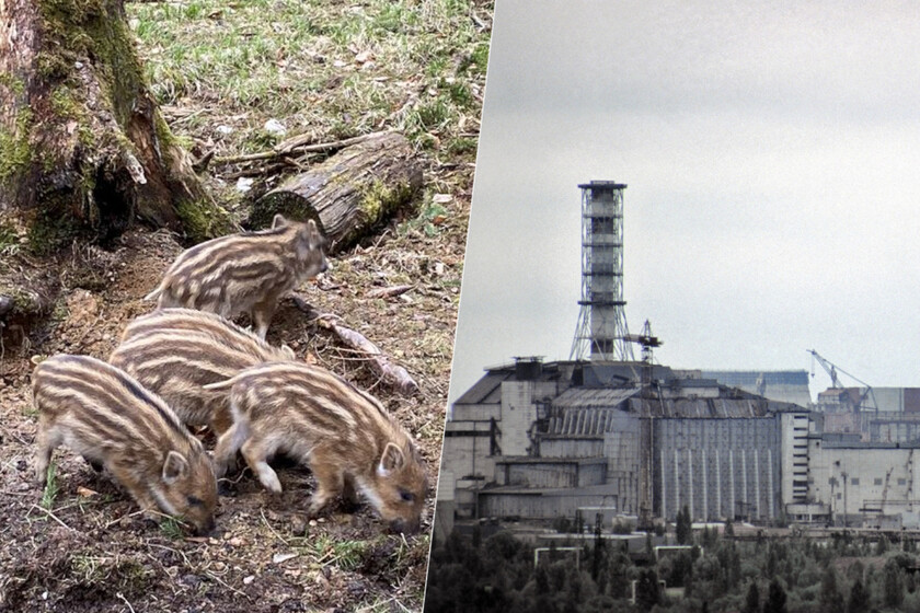 Nos habíamos estado preguntando por qué el jabalí Chernobyl Wild era tan radiactivo. La respuesta no estuvo en el accidente

 – Desde dentro