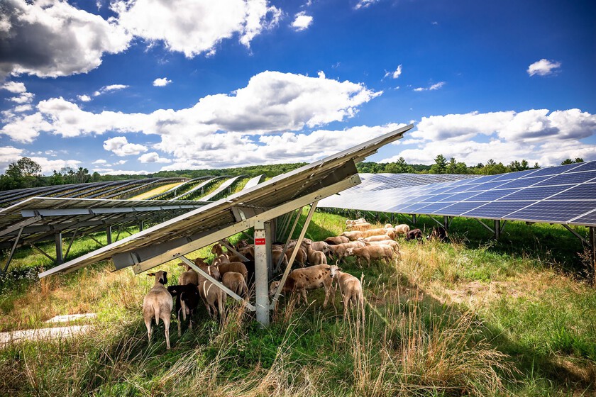 Si Europa supera los registros de energía solar este verano, ¿por qué tiene el precio de los disparos de luz?

 – Desde dentro