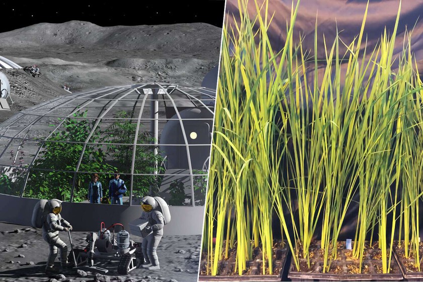 Este risotto come en la luna. Y ya están examinando un supereno y más arroz proteico
– Desde dentro