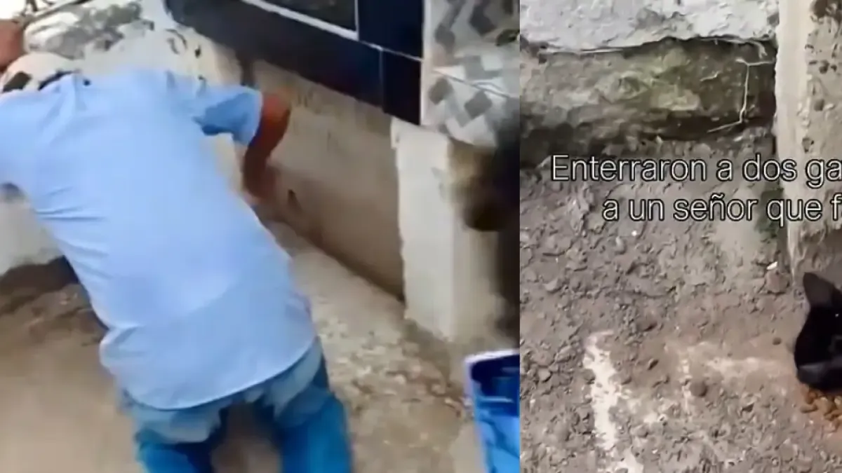 La indignación de los gatos que fueron enterrados vivos con su dueño en Sucre: fue un rescate

 – Desde dentro