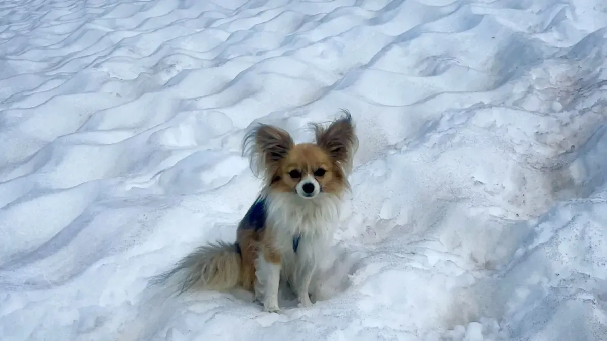 Uno cae en un glaciar en Suiza y rescatado gracias a su perro Chihuahua

 – Desde dentro