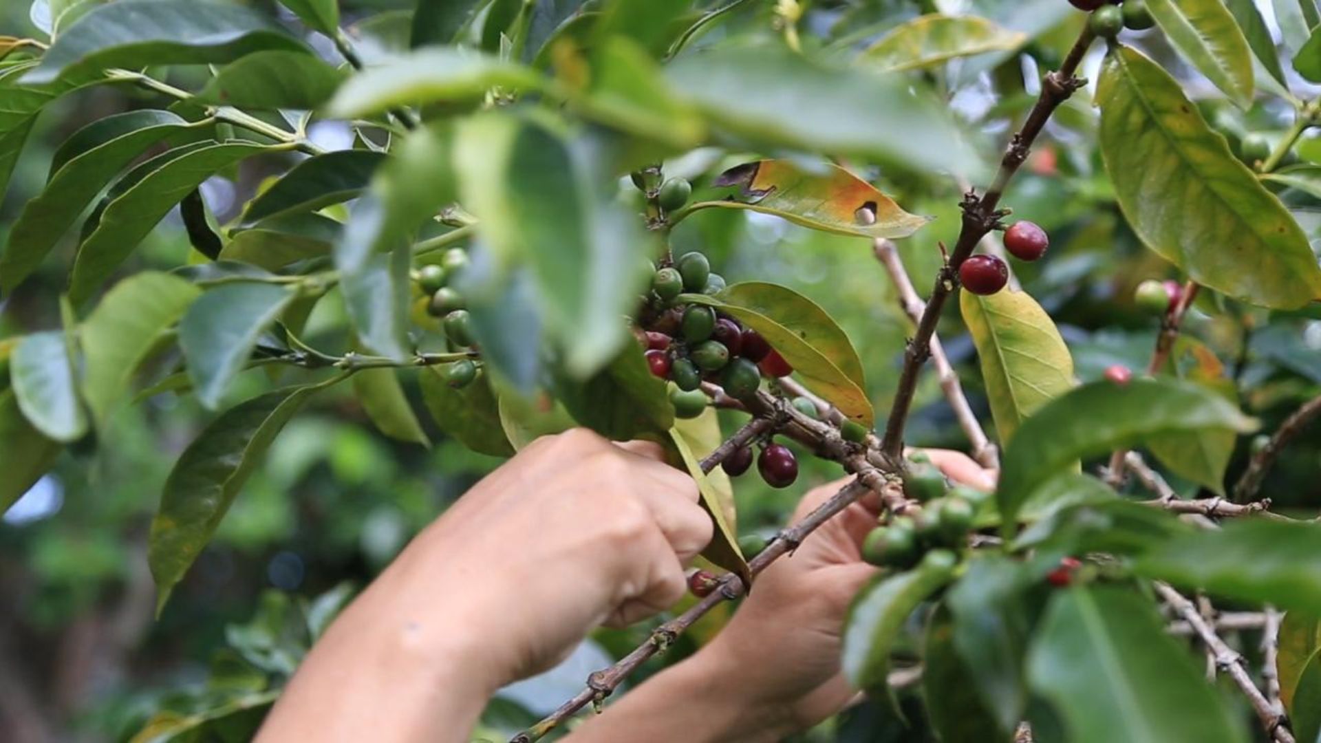 La región central redefine el mapa del café colombiano

 – Desde dentro