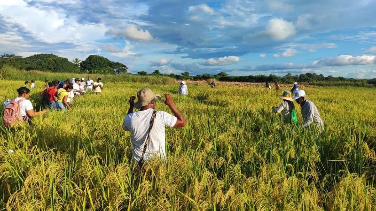 Gildia Rice anuncia el desempleo nacional a partir del 14 de julio debido a una disminución en los precios y la falta de respuesta del gobierno

 – Desde dentro