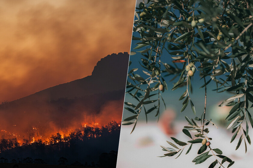 Este año parecía ser la restauración de la cosecha. Las ondas de calor y el fuego cambian esto

 – Desde dentro