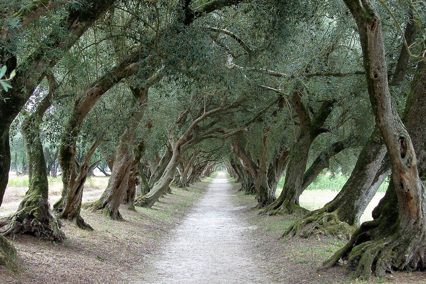 En siglos, Galicia era un país floreciente de olivos con variedades únicas en el mundo. Lo que ha cambiado sigue siendo un misterio

 – Desde dentro