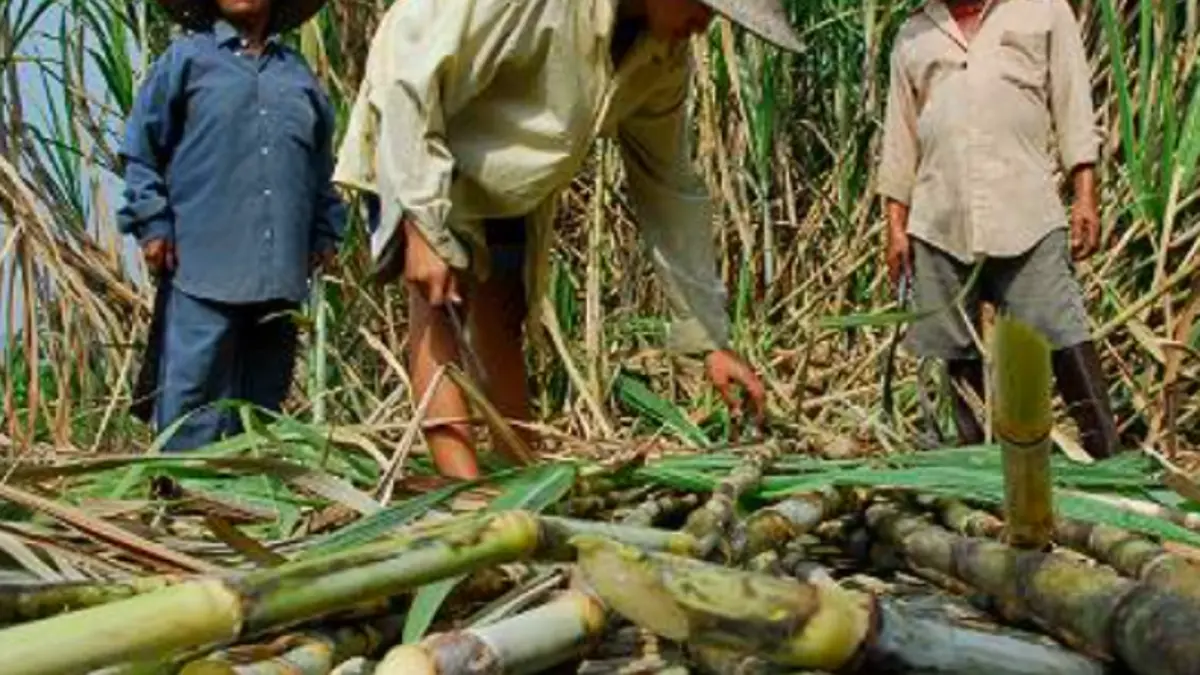 Valle, sede del Congreso de la Agroindustria de la Caña con delegados de más de 50 países, más de 1,200 expertos y empresarios: será «Cop16 Sugar»

 – Desde dentro