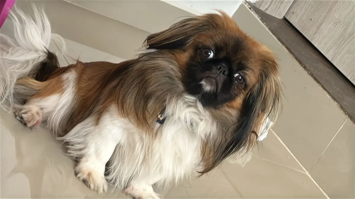 Estudian una compañía de transporte a través de la muerte de un perro maxi en un autobús intercimal, que incluía una ruta entre La Guajira y Medellín

 – Desde dentro