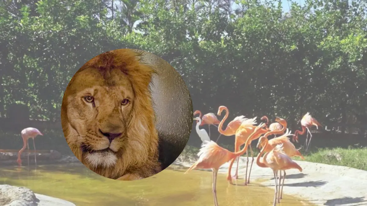 Barranquilla recibe al Nuevo León en su zoológico y celebra un día especial que combina educación, protección y entretenimiento para familias.

 – Desde dentro