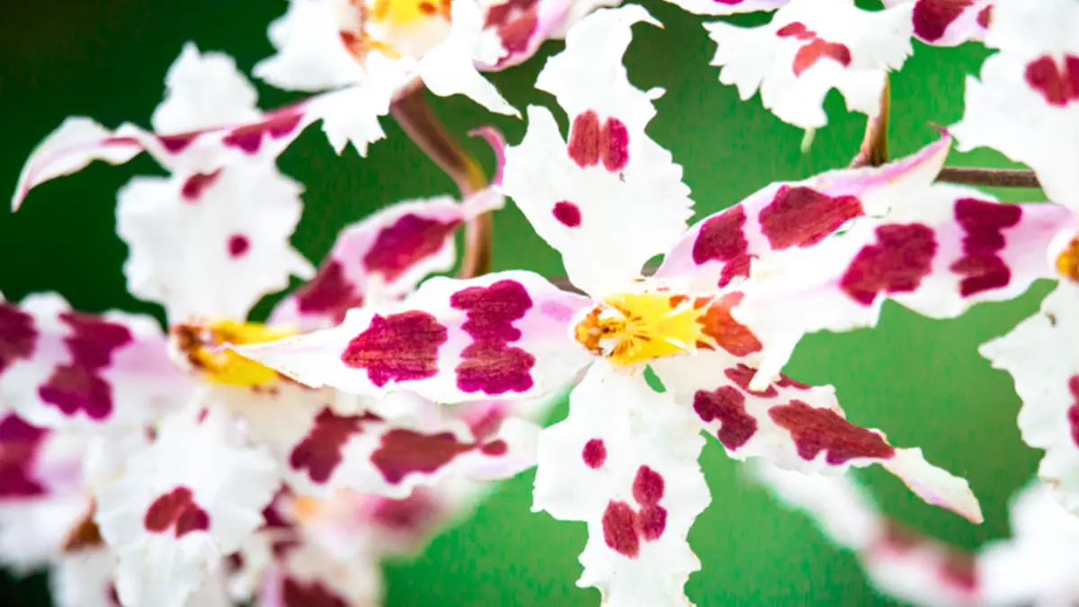 ¡Programa de orquídeas de Antioquia! Plan de protección de más de mil especies de esta tesorería natural

 – Desde dentro
