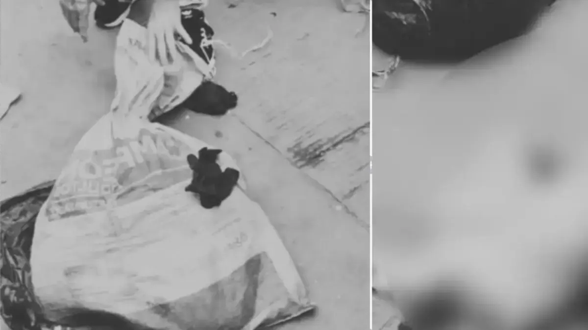 examinar si el animal ha experimentado abuso sexual

 – Desde dentro