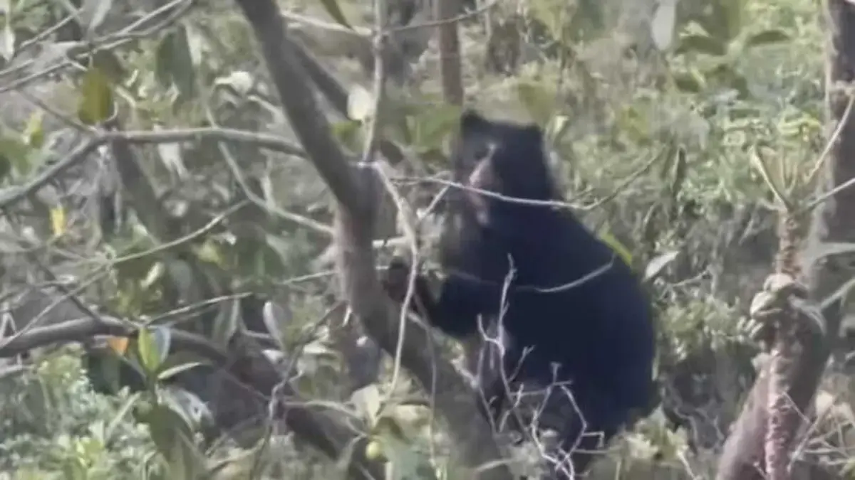Alarma en varios municipios de Nariño para atacar a los gatos contra el ganado

 – Desde dentro