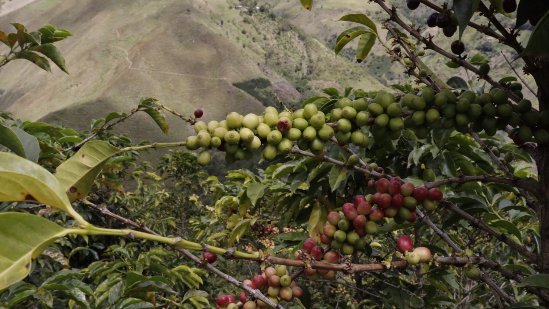 La producción de café en julio alcanzó buenos números

 – Desde dentro