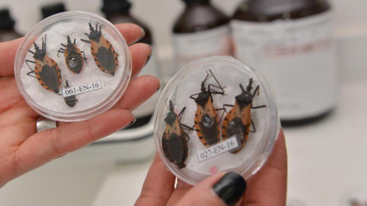 El mal de Chagas «una enfermedad que muchos tienen, pero no se detecta a tiempo»: sepa en qué regiones del país está presente y cómo tratarla

 – Desde dentro