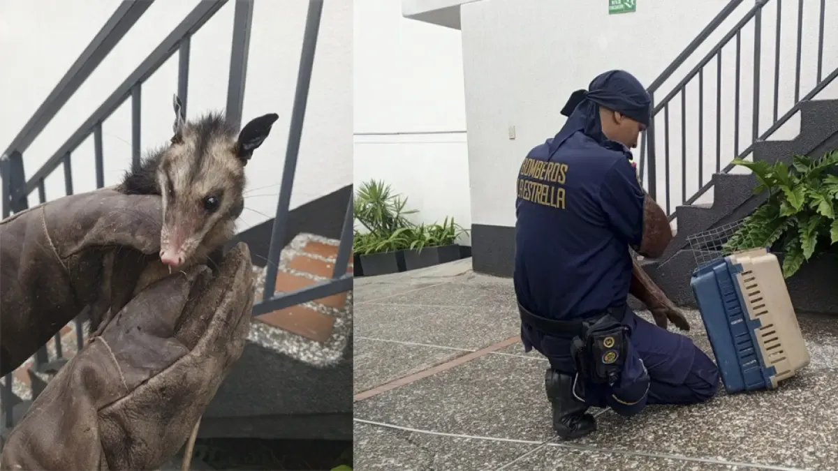 Los bomberos salvan a Csarigüey, quien se metió en el motel en las estrellas

 – Desde dentro