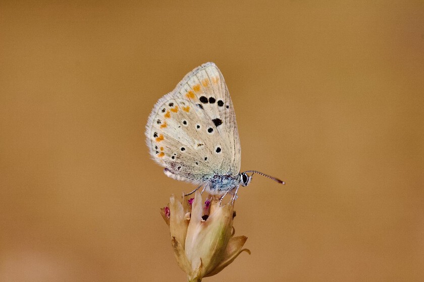 Una mariposa deslizante se ha convertido en el animal con el mayor número de cromosomas que las noticias: 229 parejas

 – Desde dentro