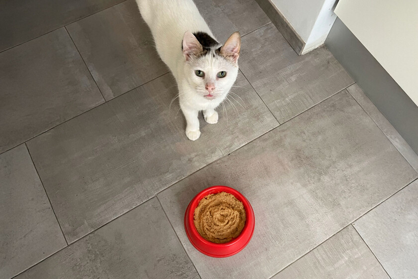Que su gato ignore que los alimentos apetitivos tienen una explicación científica. Se llama neofobia y es seguro de vida

 – Desde dentro