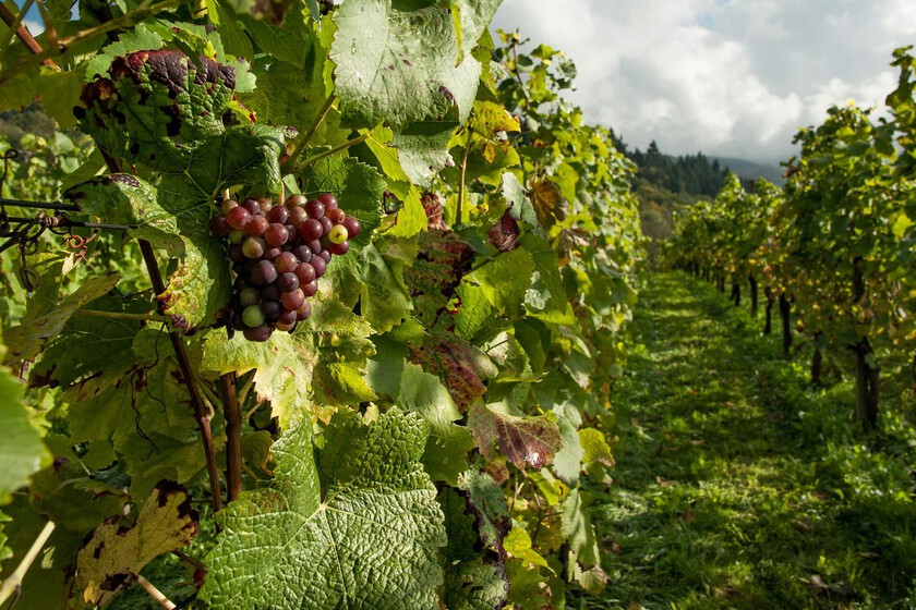 Los agricultores esperan una de las peores cosechas de lo que tiene lugar en el siglo en el siglo.

 – Desde dentro