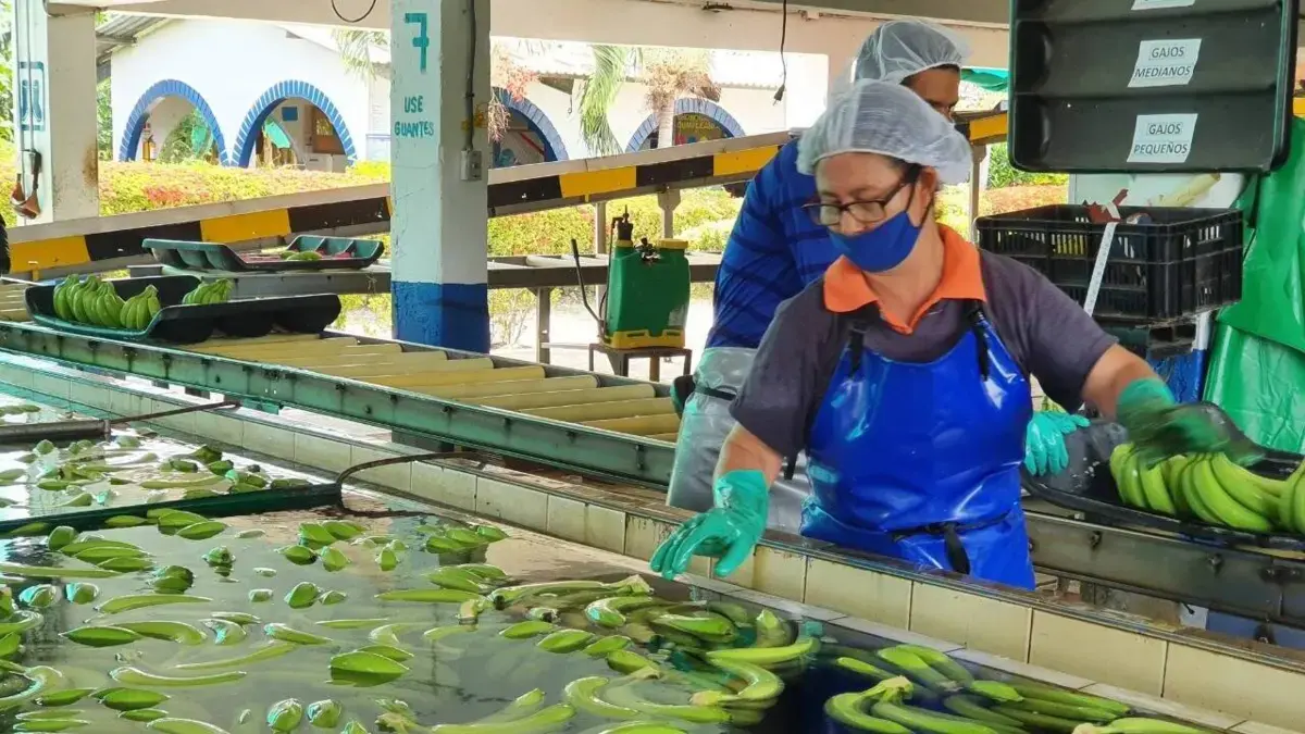La exportación del Caribe de Bananas aumentó en un 18 % en 2025.

 – Desde dentro