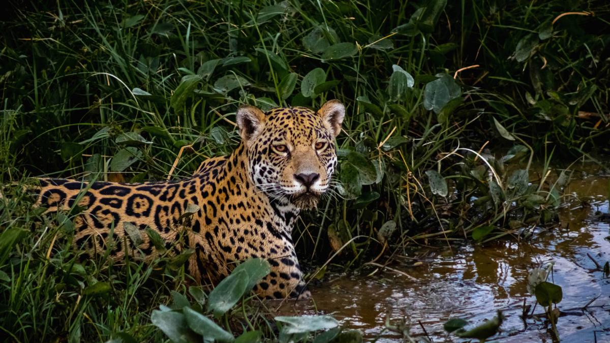 La controversia y el rechazo del posible cazador de jaguar en Valle: el hombre quería matarlo; Lo que se sabe en el caso tuvo lugar en la zona de Buenaventura

 – Desde dentro