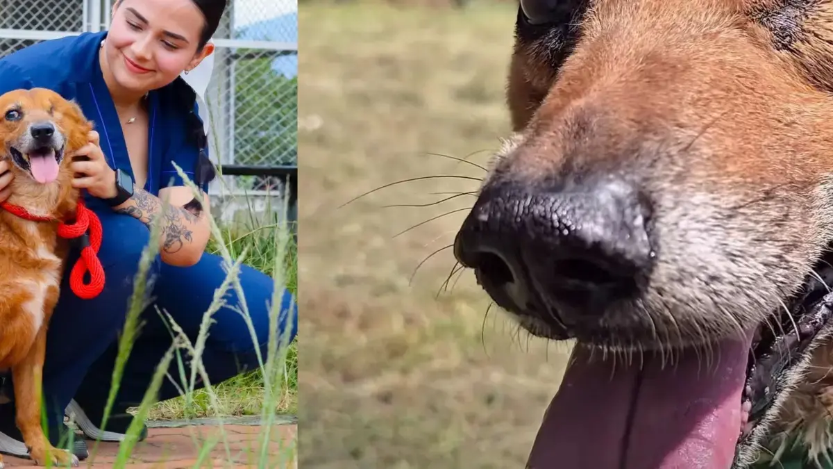 Después de dos años de búsqueda adoptiva, encontró una familia

 – Desde dentro