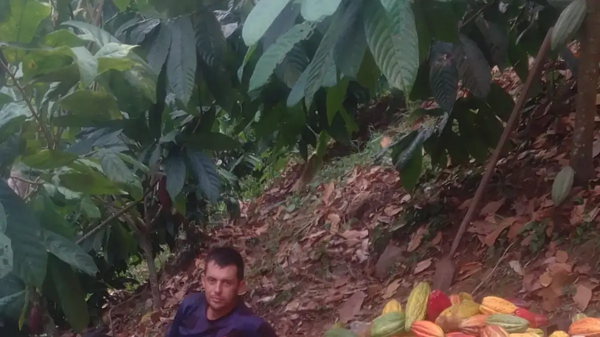 Exportar 50 toneladas de cacao premium de César a Gran Bretaña impulsa la economía rural

 – Desde dentro