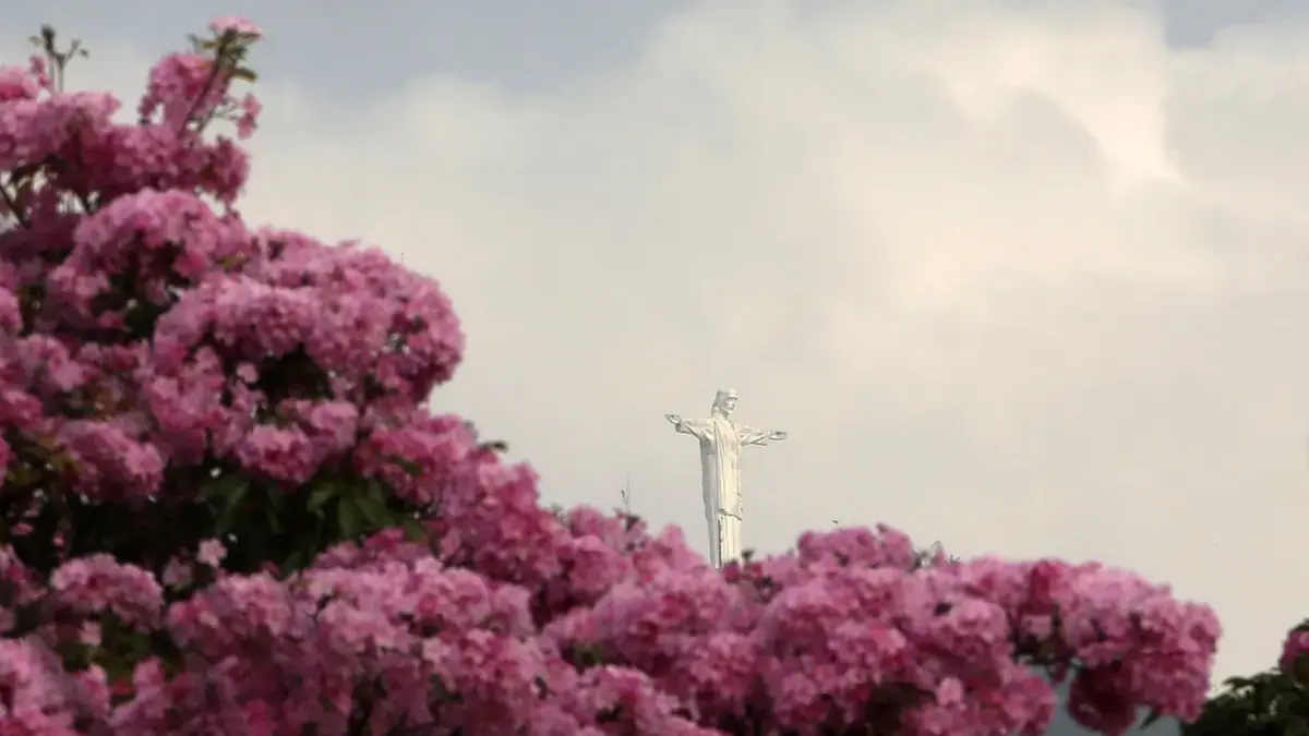 En las imágenes, los guayacanes rosados ​​decoran las calles de todos: más de 17,000 árboles florecieron en la capital de Valle del Cauca

 – Desde dentro