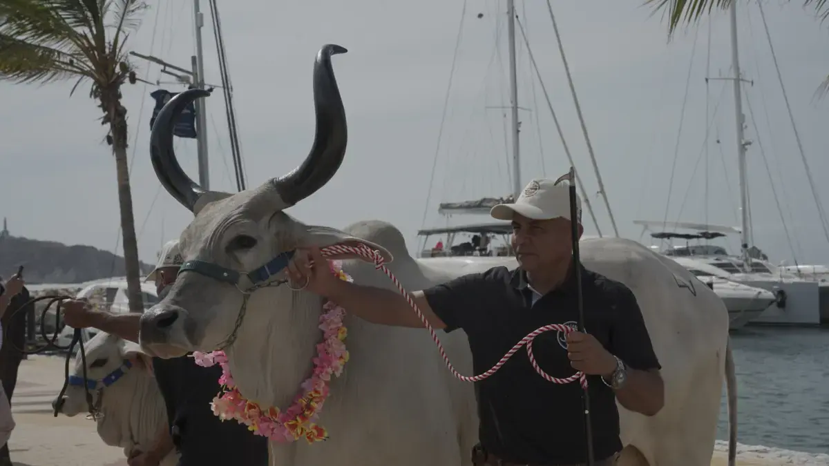 Con la subasta frente al mar, Fedegán celebrará 500 años de animales de granja colombianos

 – Desde dentro