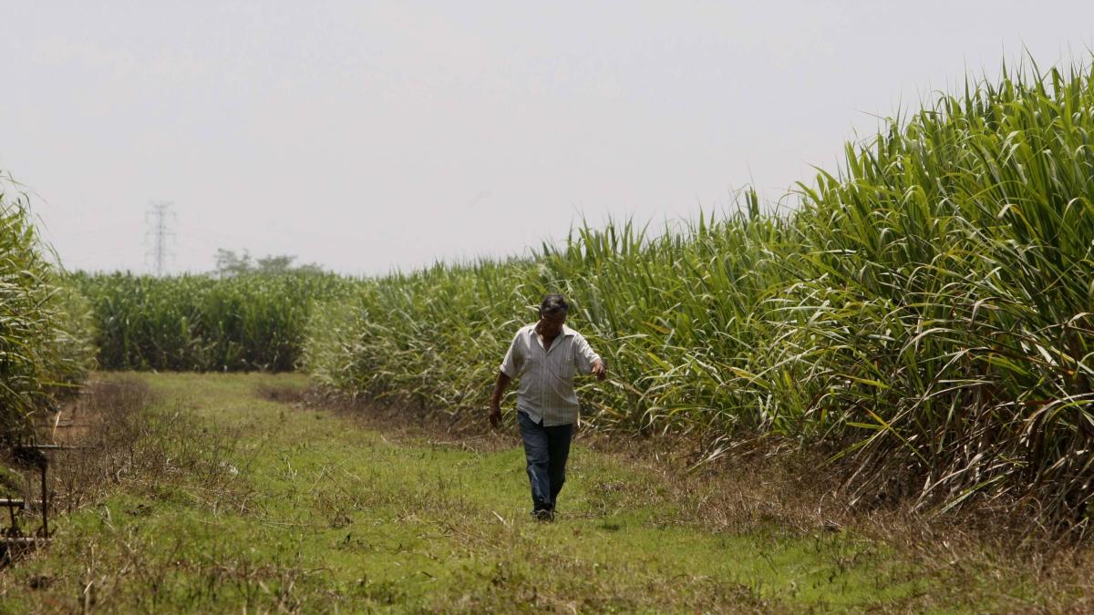 El trabajador de ingenio de azúcar en el valle está gravemente herido, después de atacar los tiros, aparentemente en robo: Asocaña rechazó un nuevo ataque

 – Desde dentro