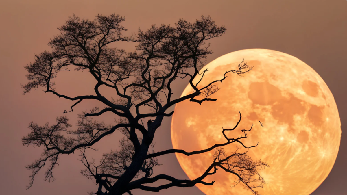 Esta es la hermosa superluna que aparecerá en el cielo en California: cómo y cuándo verlo

 – Desde dentro