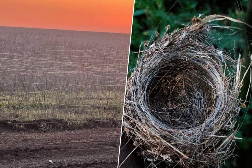 El horror de la guerra siempre caía sobre una mina. En Ucrania llevan tijeras porque el pánico es más fino: una telaraña

 – Desde dentro