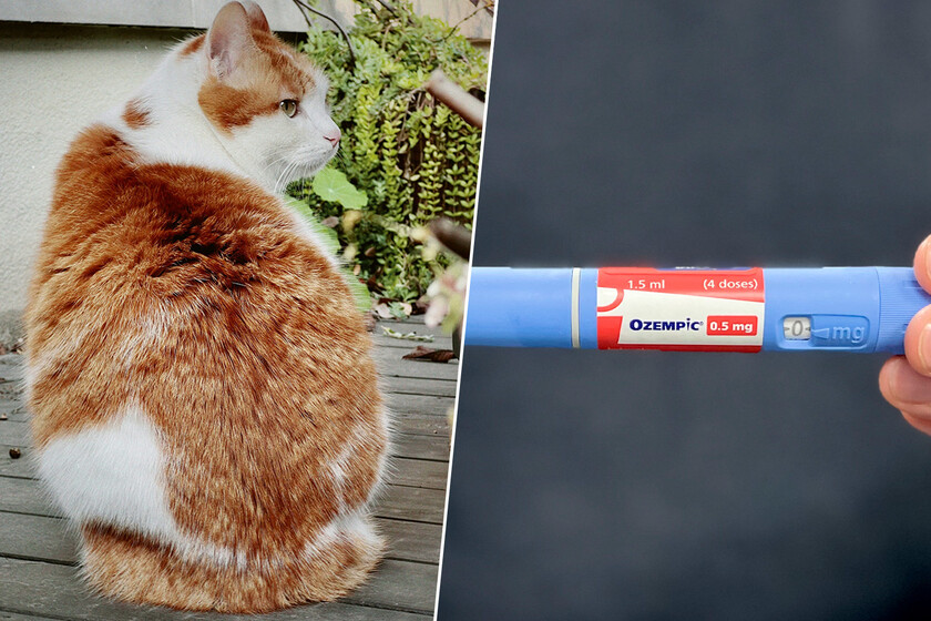 El problema de “mi gato está gordo” es tan común que la industria tiene una idea: “Ozempic para gatos”

 – Desde dentro