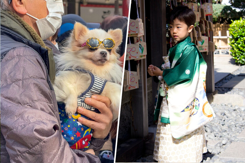 Como en Japón ya no hay niños, se están introduciendo algunas ceremonias para un grupo que va en aumento: los perros.

 – Desde dentro